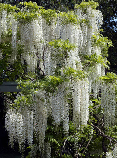 Glycine 'Snow showers'