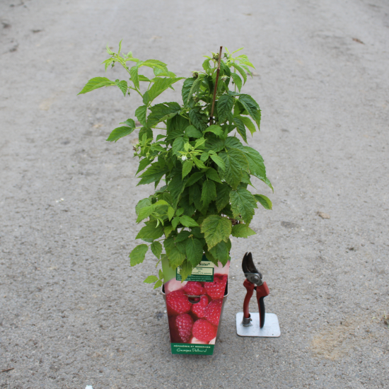 Framboisier 'Little sweet sister'