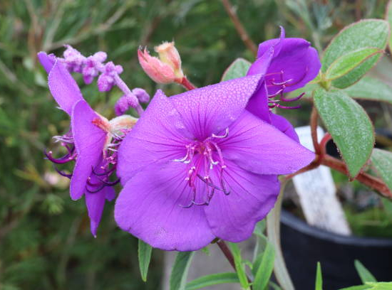 Tibouchine 'Blue moon'