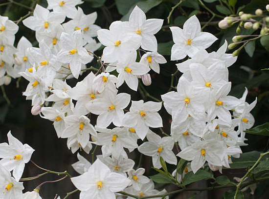 Morelle faux jasmin 'Album'
