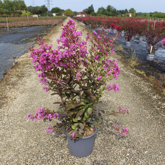 Lilas des indes 'Terre chinoise'
