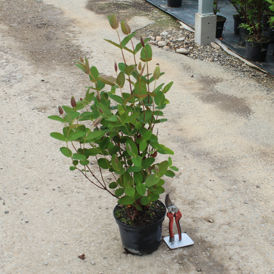 Millepertuis 'Magical flame'