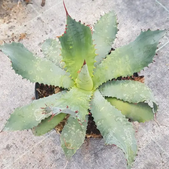 Agave 'Vereschaffeltii' (Agave potatorum) — rosette charnue aux feuilles épineuses vert bleuté · Pot 2.5L