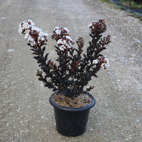 Lilas des indes 'Coconut sorbet'