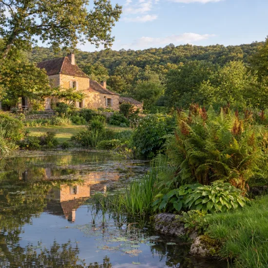 Osmunda (Osmunda regalis) — fougères luxuriantes au bord d’un étang · Photo d'illustration