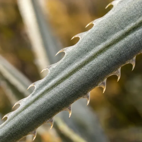 Puya jaune (Puya yakespala) — gros plan sur feuille épineuse gris-vert · Photo d'illustration