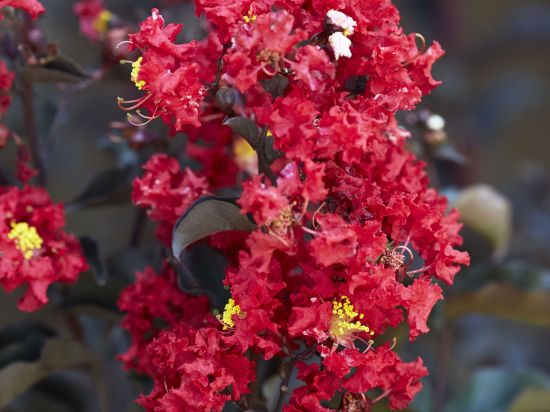 Lilas des indes 'Crimson red'