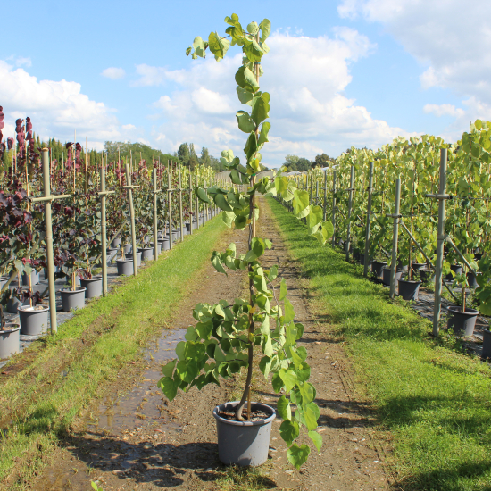 Gainier du canada 'Vanilla twist'