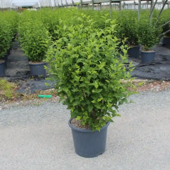 Althéa 'White chiffon' (Hibiscus syriacus) — arbuste dense en pot dans une pépinière · Pot 15L