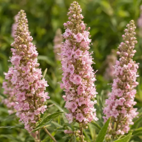 Arbre au poivre à fleurs roses 'Galactic pink' (Vitex agnus-castus) — grappes dressées de petites fleurs roses