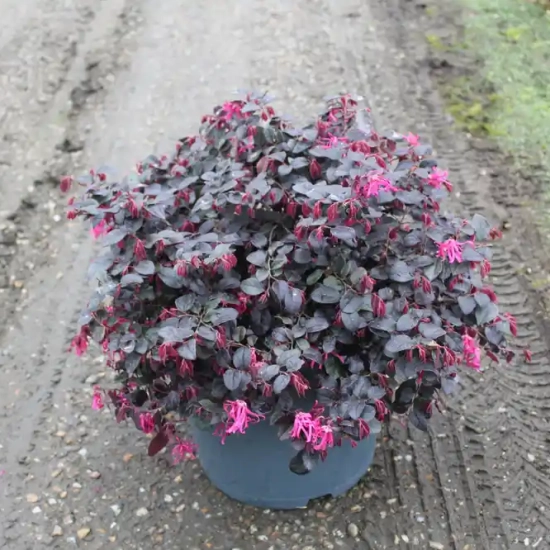 Loropétale de chine 'Black pearl'