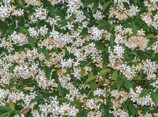 Faux-jasmin 'Select'