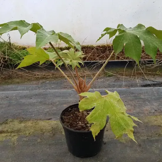 Aralie à papier de chine 'Rex' (Tetrapanax papyrifera) — jeune plante à grandes feuilles palmées en pot · Pot 2.5L