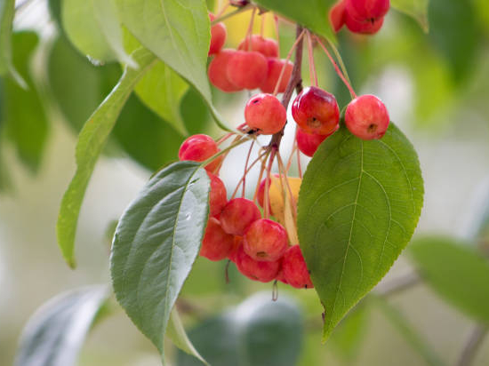 Pommier d'ornement 'Professor sprenger'
