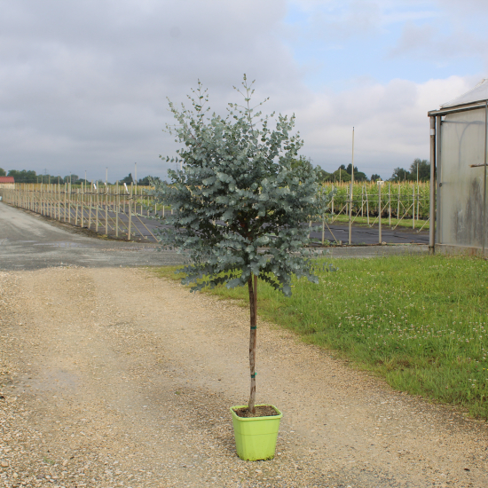 Eucalyptus à feuilles rondes 'Azura'