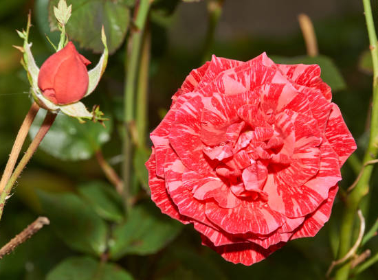 Rosier 'Broceliande '