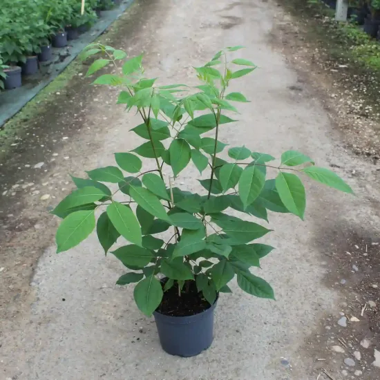 Arbre à miel (Evodia daniellii) — jeune arbuste feuillu en pot sur allée · Pot 5L Baliveau