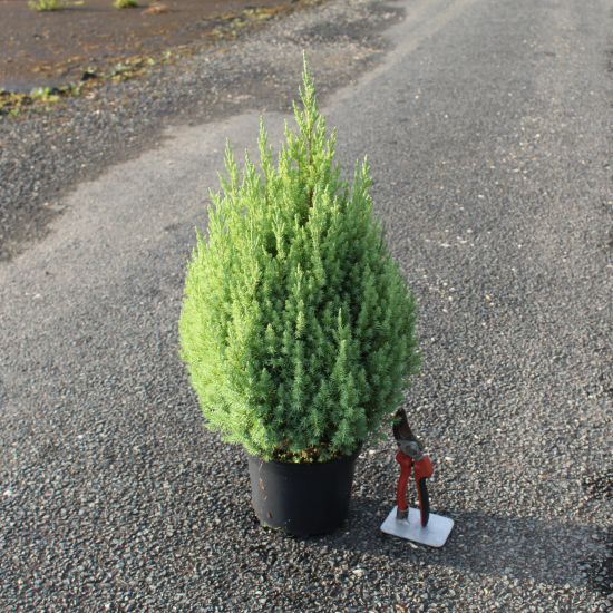 Genévrier de Chine Stricta, Genévrier de Chine colonnaire