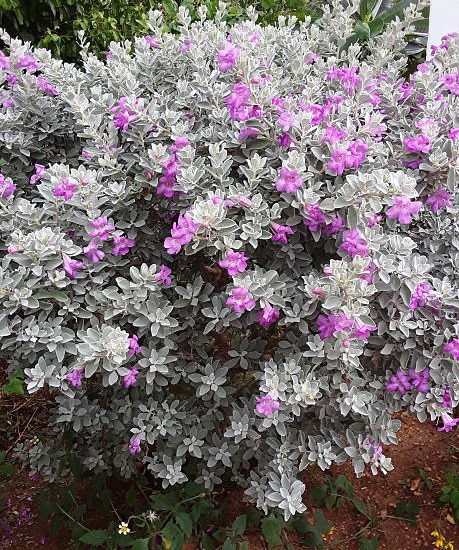 Sauge du désert 'San jose'