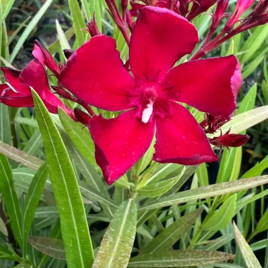 Laurier rose 'N° 6' (Nerium oleander) — gros plan sur une fleur rouge vif, photo 2