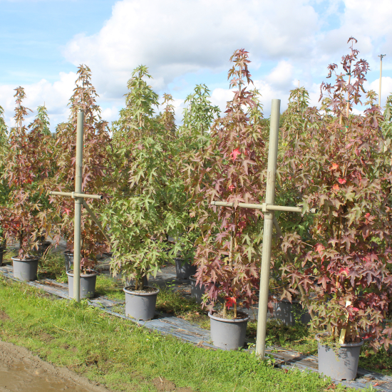 Copalme d'amérique 'Worplesdon '