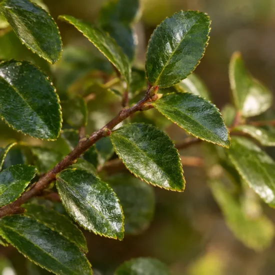 Camelia 'No kaori' — gros plan sur feuillage vert luisant · Photo d'illustration