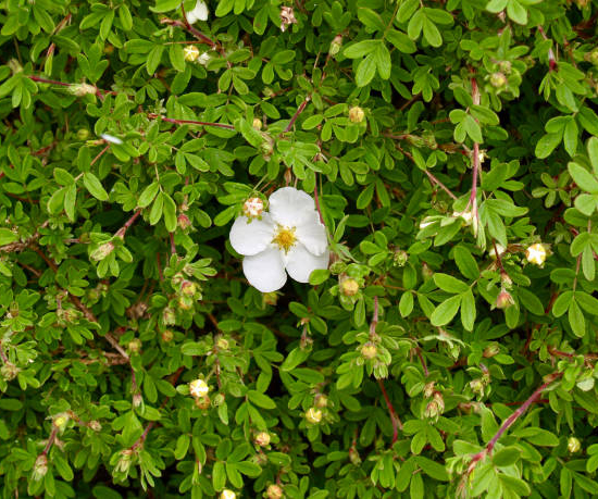 Potentille 'Abbotswood'