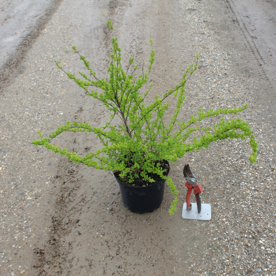 Spirée arbustive du japon 'Snowmound'