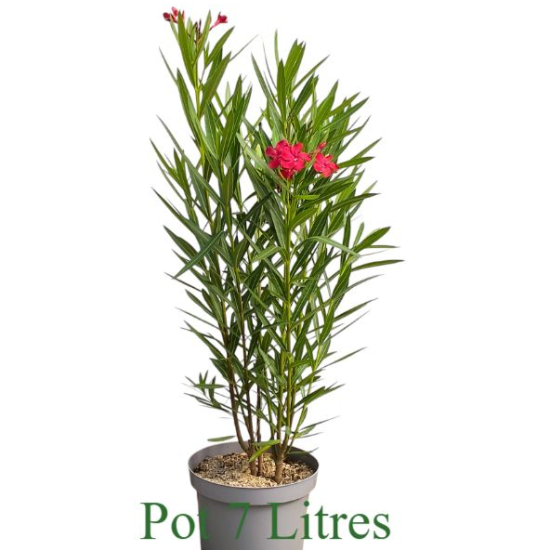 Laurier rose splendens variegata