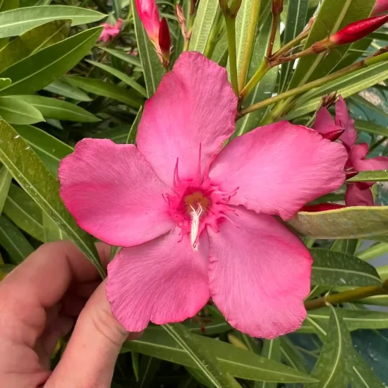 Laurier rose 'Margaritha' (Nerium oleander) — gros plan de grande fleur rose tenue à la main