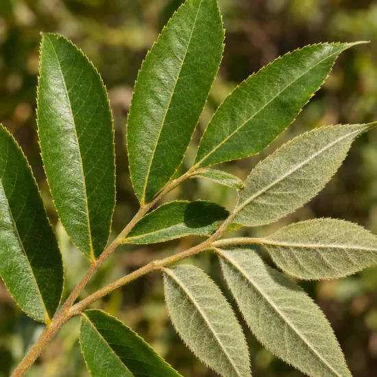 Pacanier blanc (Carya tomentosa) — gros plan sur feuilles composées vertes et duveteuses · Photo d'illustration