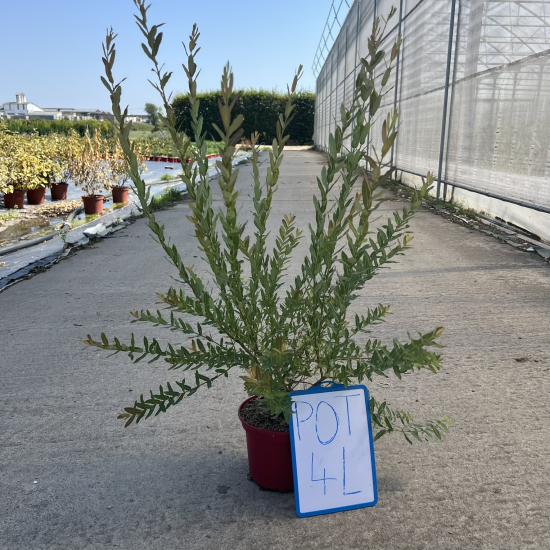 Saule crevette 'Hakuro nishiki'