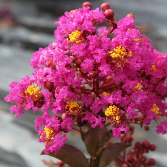 Lilas des indes 'Maroon star'