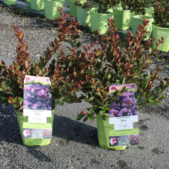 Lilas des indes 'Eternal'