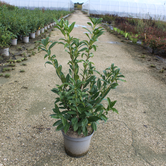 Laurier palme 'Caucasica darts'