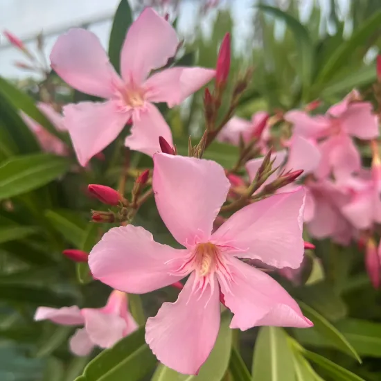 Laurier rose 'Magaly' (Nerium oleander) — fleurs roses ouvertes et boutons sur feuillage vert