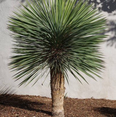 Yucca Rostrata