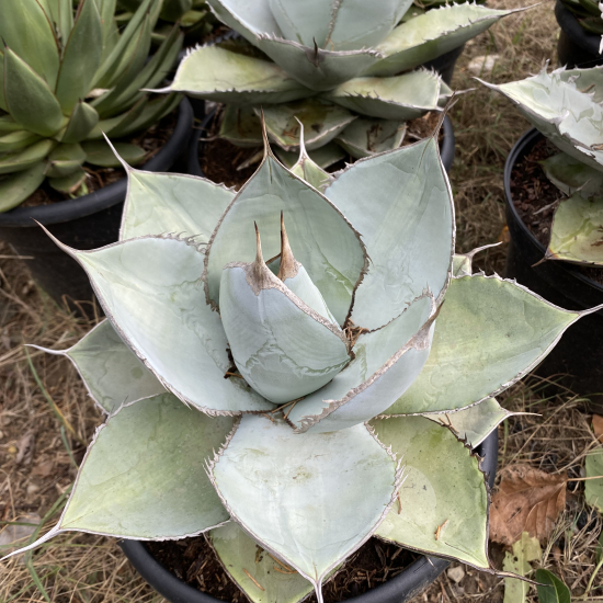 Agave 'Black and blue'