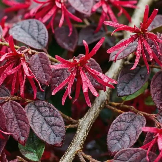 Loropétale de Chine  'Fire Dance'