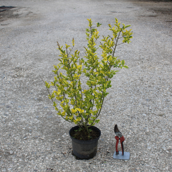 Troène doré de californie 'Aureum'