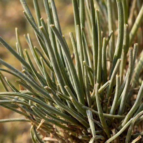 Ammophylla (Ammophylla arenaria) — touffes serrées de longues feuilles cylindriques · Photo d'illustration