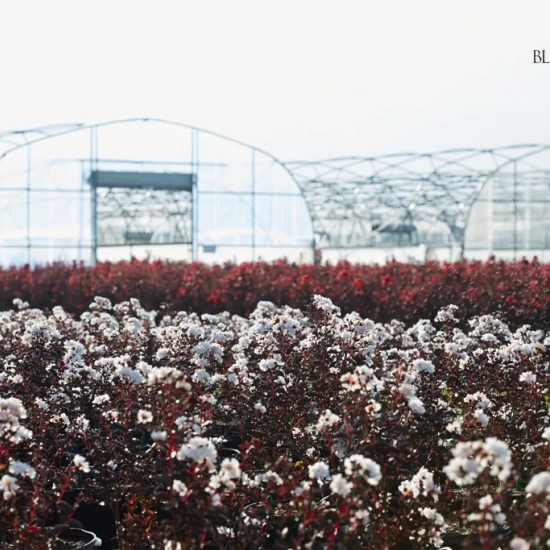Lilas des indes 'Pure white'