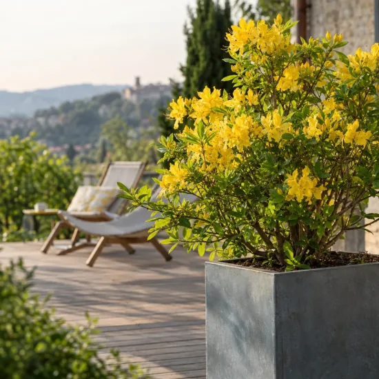 Azalée de chine 'Anneke' (Azalea mollis) — arbuste fleuri jaune en pot sur terrasse · Photo d'illustration