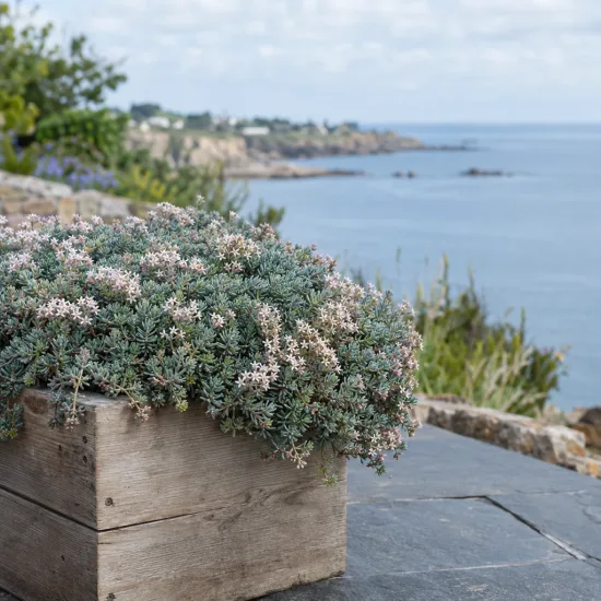 Orpin d'espagne 'Blue carpet' (Sedum hispanicum) — coussin dense de petites pousses fleuries en bac bois · Photo d'illustration
