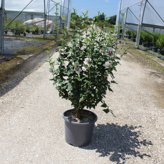 Althéa 'China chiffon'