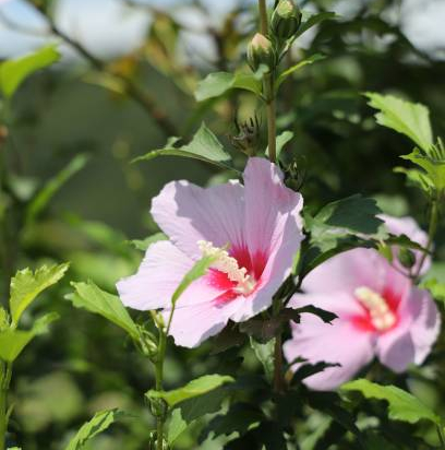 Althéa 'Hamabo rose tendre'
