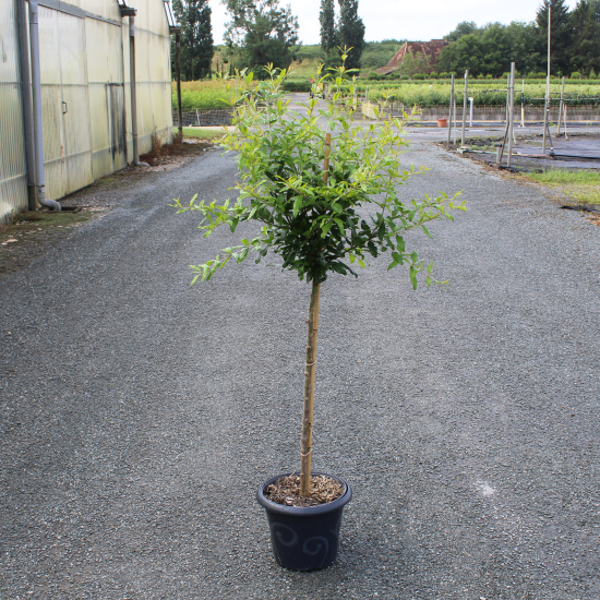 Grenadier à fleurs 'Wonderfull'
