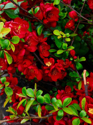 Cognassier à fleurs 'Scarlet storm'