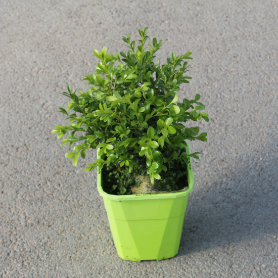 Buis newgen Independance