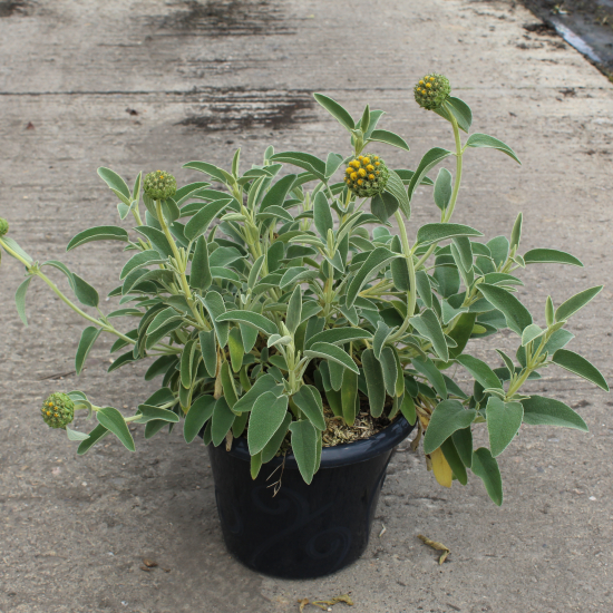 Sauge de jérusalemn